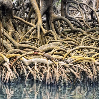 dominikanska-republika-los-haitises-korijeni mangrove-e1415761492786-960x640