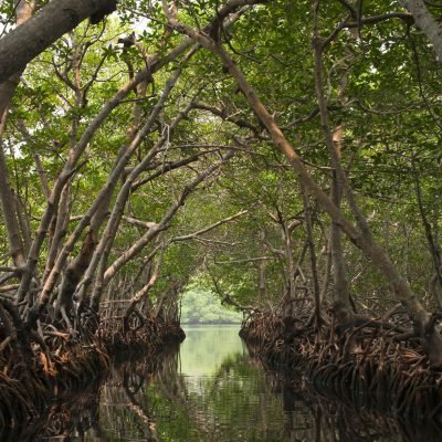 mangroves3