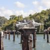 The Haitises National Park birds