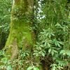 haitises bosque humedo