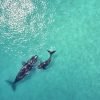 samana whale