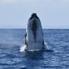 whale in sama