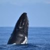 whale in samana bay