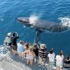whale watching hervey bay 2 696x464 1